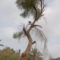 قطع انواع درختانمزامحم