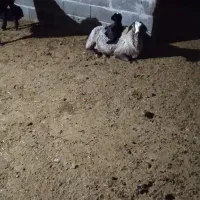 سرایداری نگهبان