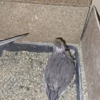 جوجه عروس هلندی