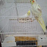 عروس هلندی جفت