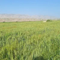 800-متر-زمین-جاده-سیمان