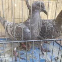 طاوسی|پرنده|آبپخش, |دیوار