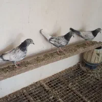 سه عدد کبوتر (گره یا هم شیخ )