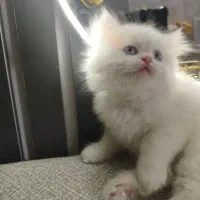 گربه پرشین ردپوینت
