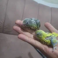 طوطی پروتلت بند انگشتی