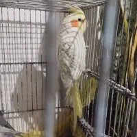 عروس هلندی همراه جوجه|پرنده|بهار, |دیوار