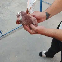 کفتر کبوتر