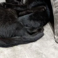 واگذاری بچه گربه.|گربه|سبزوار, امیر کبیر|دیوار