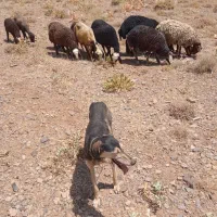 تازی ماده