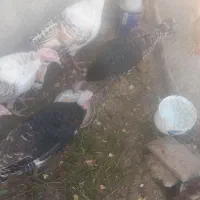 تعدادی بوقلمون نر و ماده|حیوانات مزرعه|کوهدشت, |دیوار