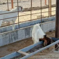 فروش بز و نری|حیوانات مزرعه|رودان, |دیوار