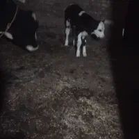 فروش گاو جوان شکم اول|حیوانات مزرعه|سراب, |دیوار