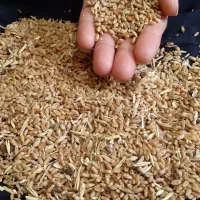 دهکده روستای سید حسین جنب پمپاژ شماره ۳ سازمان