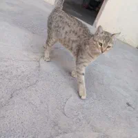 گربه خانگی|گربه|نقده, |دیوار