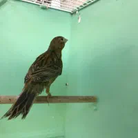 قناری (توضیحات)|پرنده|اردبیل, |دیوار