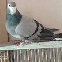 دمگیر فروشی|پرنده|اصفهان, ارداجی|دیوار