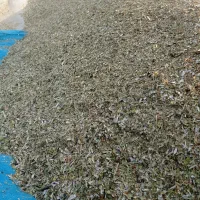 کاه ماشک تازه یکدست بدون علف