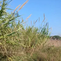 زمین‌های قطعه بندی شده دوبر در بافت مسکونی/چمخاله|فروش زمین و ملک کلنگی|چاف و چمخاله, |دیوار