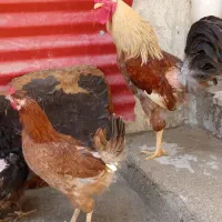 مرغ  چاق وچله