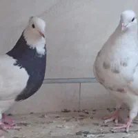 نروماده طوقی کلنگ کاری