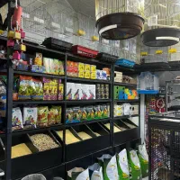 عروس هلندی طوطی ملنگو شاه طوطی قفس و لوازم پرنده|پرنده|ملایر, |دیوار