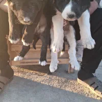 توله قدرجونی(قهدریجانی)|سگ|ورزنه, |دیوار