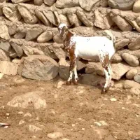 ارتشی اصل|حیوانات مزرعه|تفت, |دیوار