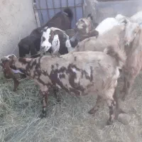 میش وبره وبز