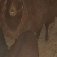 بره|حیوانات مزرعه|سیرجان, |دیوار