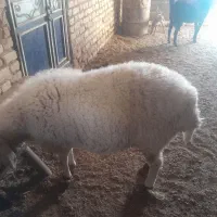 ۶تا بره ۴تا نر دوتا ماده