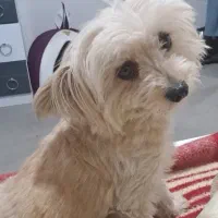 سگ گمشده