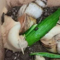 حلزون مولد تخم گذار|خزنده|میانه, |دیوار