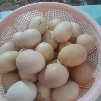 تخم مرغ نطفه دار