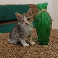 بچه گربه.شناسنامه دار