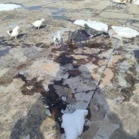 کبوتر پرشی|پرنده|جلگه شوقان, |دیوار