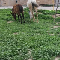 اسب|اسب و تجهیزات اسب‌سواری|سوری, |دیوار