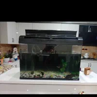 آکواریوم سالم و بزرگ شرکتی در بیدستان