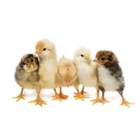 جوجه 15 روزه گلپایگانی