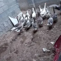 غاز
