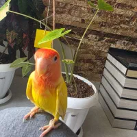 طوطی کوتوله برزیل دستی اماده جفت زدن