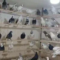 کبوتر|پرنده|کوهدشت, |دیوار