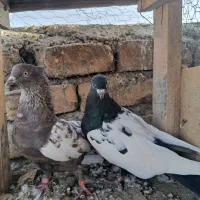 کبوتر سینه ای نرو ماده|پرنده|اصفهان, عاشق‌آباد|دیوار