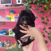 سگ شیتزو مشکی خاص|سگ|محمودآباد, |دیوار