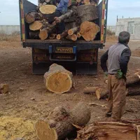 خریدار چوب های باغی|خدمات باغبانی و درختکاری|لردگان, |دیوار