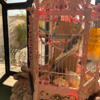 خانواده ۵نفره عروس هلندی|پرنده|تاکستان, |دیوار