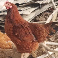 مرغ تخمگذار رسمی