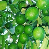 فروش باغ مرکبات پاکوه باشت