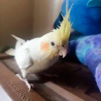 عروس هلندی لوتینو|پرنده|زابل, |دیوار