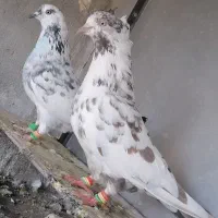 کفتر تهرونی