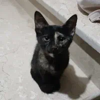 واگذاری رایگان دوبچه گربه مشکی خوشگل dsh|گربه|نکا, |دیوار